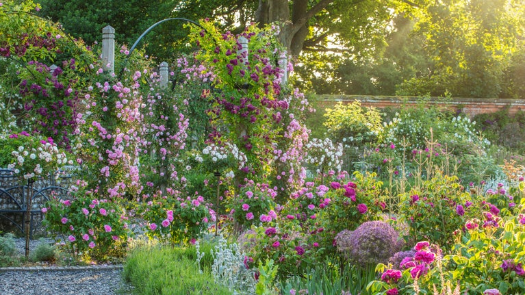 A garden filled with different shades of pink roses which grow in flower beds and along rose arches.